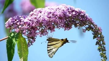 ein verbreitet Gelb Schwalbenschwanz Papilio machaon auf das Blume von ein Schmetterling Busch buddleja davidii . schließen hoch, schleppend Bewegung video