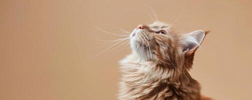 Cat Looking Up at Sky photo