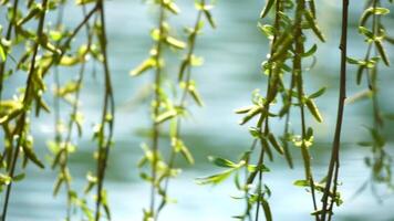 close-up branches of a weeping willow branches with fresh green spring goslings shaking in the wind, set against a background of blue lake water. tranquil and peaceful scene. slow motion. video