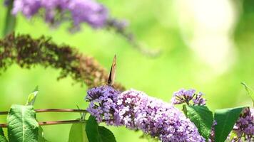 un común amarillo cola de golondrina papilio machaon en el flor de un mariposa arbusto buddleja davidii . cerca arriba, lento movimiento video