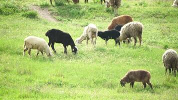 flock av får betning i en grönskande grön sommar fält. få svart, brun och vit får är äter gräs i en äng. ullig lamm ströva omkring tillsammans, djur produceras för kött. lantlig by jordbruk video