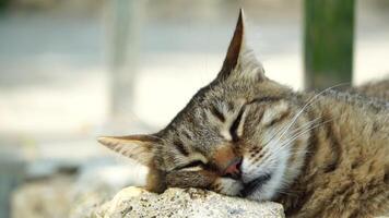 A cute happy grey tabby kitten lies and rests on the floor of the park in the rays of sunlight, looks at the camera, wiggles its ears and enjoys the morning sun. video