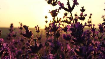lavande des champs avec parfumé violet fleurs Floraison à le coucher du soleil. luxuriant lavande des buissons dans interminable Lignes. biologique lavande pétrole production dans L'Europe . jardin aromathérapie. lent mouvement, proche en haut video