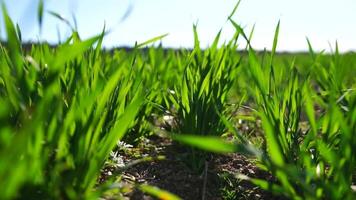 Green grass close up. green wheat field with young stalks swaying in the wind. calm natural abstract background. concept of agriculture and food production. Slow motion. video