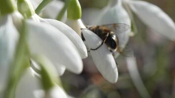 Snowdrop pollinated by bee during early spring in forest. Snowdrops, flower, spring. White snowdrops bloom in garden, early spring, signaling end of winter. Slow motion, close up, soft focus video