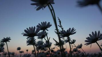 Chamomile. White daisy flowers in a summer field at sunset. Silhouette of blooming Chamomile flowers. Close up slow motion. Nature, flowers, spring, biology, fauna concept video