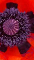 een rood papaver bloem met een donker centrum. scharlaken klaprozen bloemen met selectief focus. rood klaprozen in zacht licht. glade van rood papavers. zacht focus vervagen. papaver sp. verticaal video