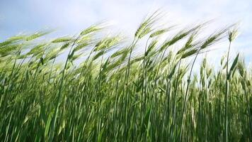 Sunset wheat field. Green wheat sprouts on a field in the rays of sunset, with young shoots at spring. Concept of wheat farming, agriculture and organic eco-bio food production video