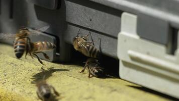 les abeilles, pollen, ruche - fermer vue de les abeilles avec coloré pollen sur jambes près ruche entrée, lent mouvement, pollinisation processus dans la nature. apis mellifère video