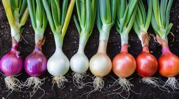 Row of Different Colored Onions on the Ground photo