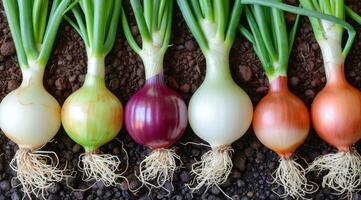 Row of Different Colored Onions on the Ground photo