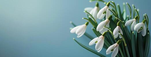 Snowdrops Blooming on Blue Background photo