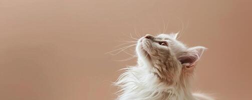 White Cat Looking Up at Beige Background photo