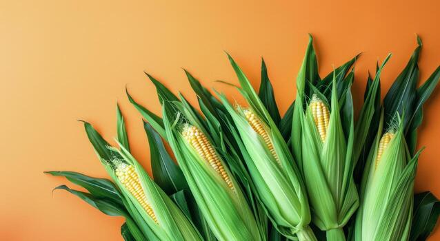 Bunch of Corn on Orange Background photo