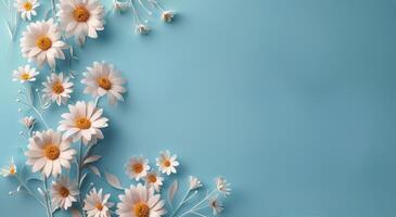 Daisies Blooming on Blue Background photo