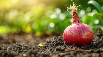 A red onion is shown growing in the dirt, capturing the process of onion growth photo