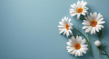 Daisies Blooming on Blue Background photo