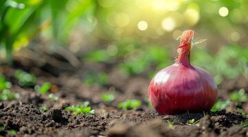 A red onion is shown growing in the dirt, capturing the process of onion growth photo