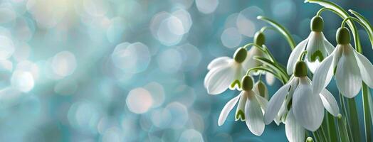 Snowdrops Blooming on Blue Background photo