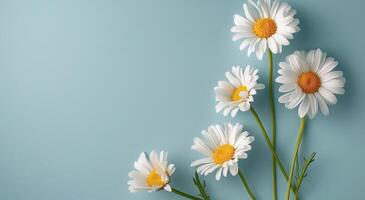 Daisies Blooming on Blue Background photo