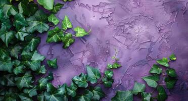 Ivy Growing on a Purple Wall - Ivy photo