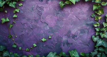 Ivy Growing on a Purple Wall - Ivy photo
