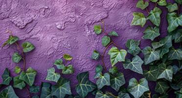 Ivy Growing on a Purple Wall - Ivy photo