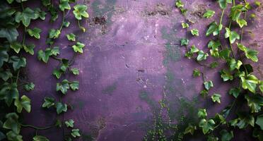 Ivy Growing on a Purple Wall - Ivy photo