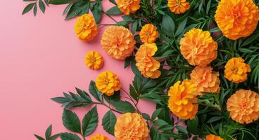 Orange Marigold Flowers on Pink Background photo