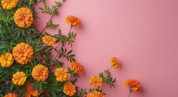 Orange Marigold Flowers on Pink Background photo