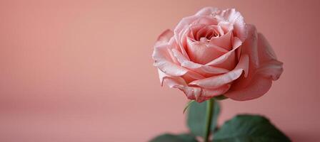 Pink Rose on Pink Background photo