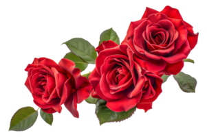 Three red roses are arranged in a row, with their stems visible - stock .. png