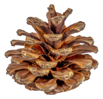 A pine cone is shown in a close up - stock .. png