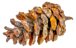 A pine cone is shown in its natural state, with its scales and texture visible - stock .. png