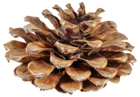 A golden pinecone with a brown stem - stock .. png