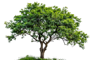 A large tree with green leaves stands alone - stock .. png