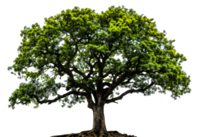 A large tree with green leaves is the main focus of the image - stock .. png