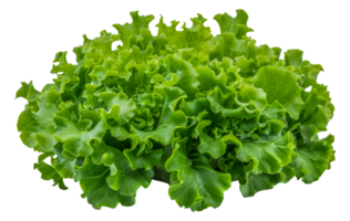 A bunch of green lettuce - stock .. png