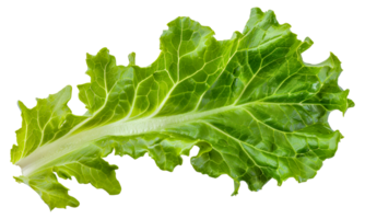 une feuillu vert légume avec une tige - Stock .. png