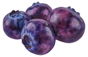 Four purple berries with a blue stem - stock .. png