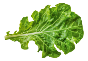 une feuillu vert légume avec une tige - Stock .. png