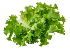 A head of lettuce is shown in its entirety - stock .. png