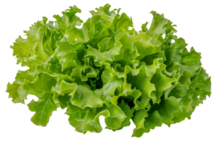 A bunch of green lettuce leaves - stock .. png