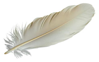 A white feather with a brown tip - stock . png