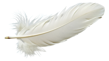 A white feather with a brown tip - stock .. png