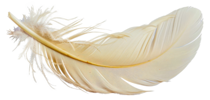 A feather is shown in a close up, with its tip pointing to the right - stock .. png