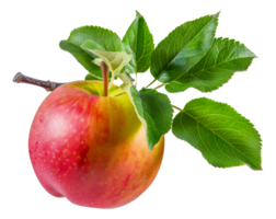 A red apple with a green leaf on top - stock . png