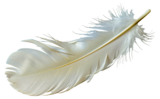 A feather is shown - stock .. png