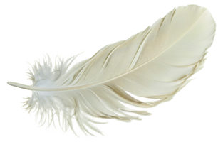 A feather is shown in white and black - stock .. png
