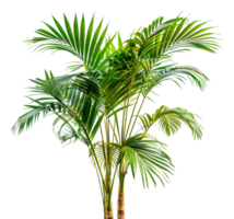 A tall palm tree with green leaves - stock .. png